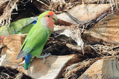 Agapornis roseicollis