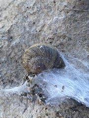 Xerarionta intercisa