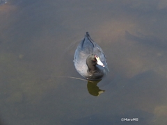Fulica americana