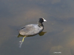 Fulica americana