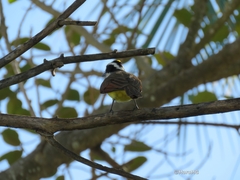 Pitangus sulphuratus