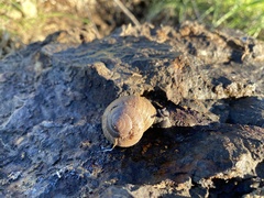 Xerarionta intercisa