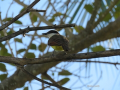 Pitangus sulphuratus