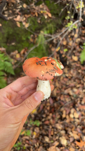 iNaturalist observation photo of Winter Russula