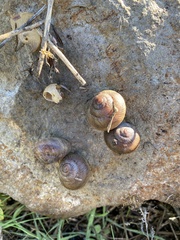 Xerarionta intercisa