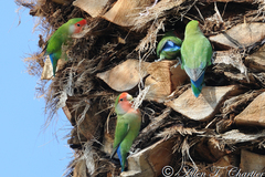 Agapornis roseicollis
