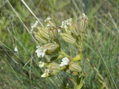 Silene scouleri