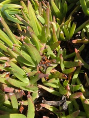 Hippodamia quinquesignata