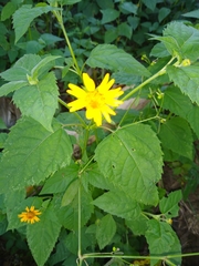 Heliopsis buphthalmoides
