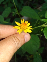 Heliopsis buphthalmoides