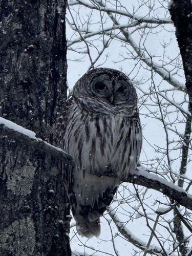 View observation of {o.common_name} on iNaturalist