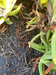 Hippodamia quinquesignata