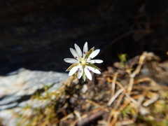 Stellaria gracilenta
