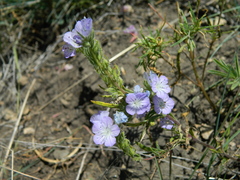 Phacelia linearis