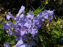 Penstemon venustus