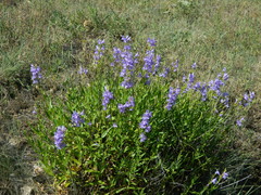 Penstemon venustus