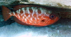 Heteropriacanthus cruentatus
