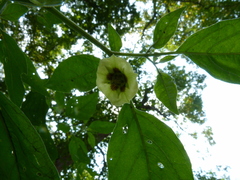 Physalis longifolia subglabrata