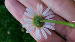 Lasiospermum bipinnatum