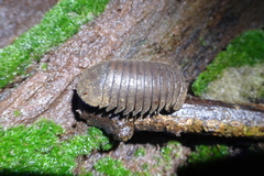 Zephroniidae