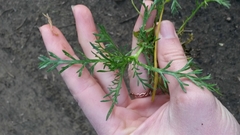 Lasiospermum bipinnatum