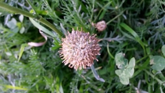 Lasiospermum bipinnatum