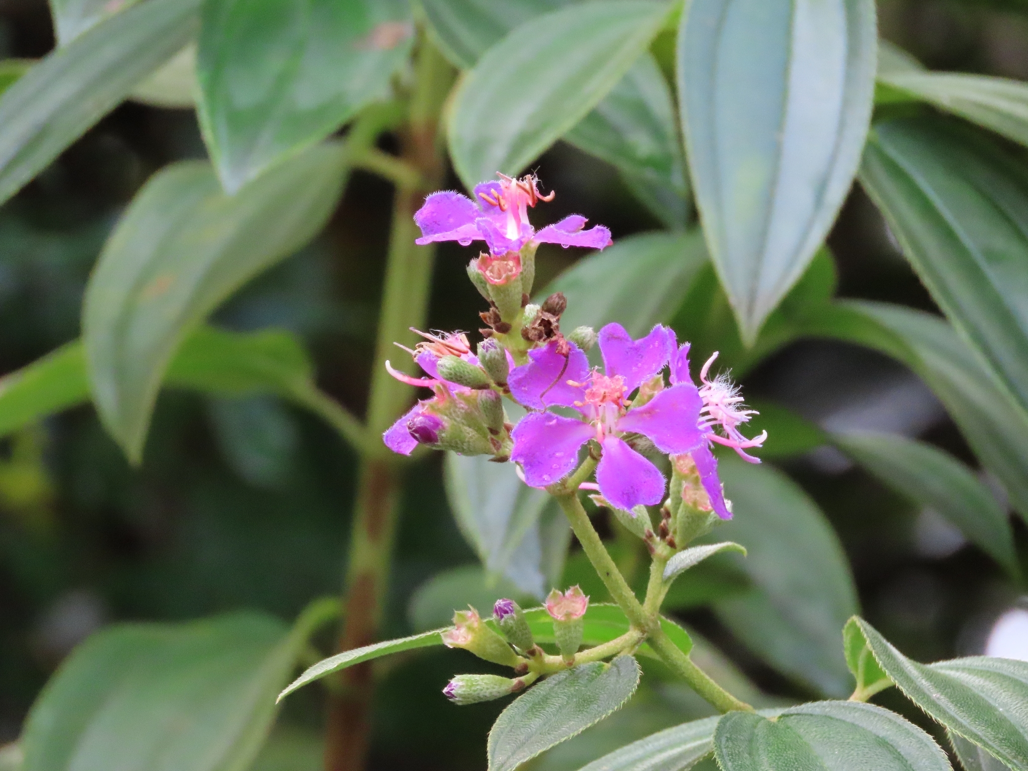 Tibouchina bipenicillata