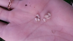 Lasiospermum bipinnatum