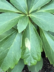 Volutella pachysandrae