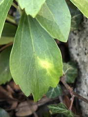 Volutella pachysandrae