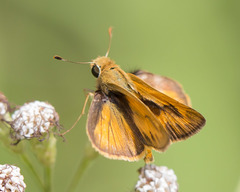 Polites vibex praeceps