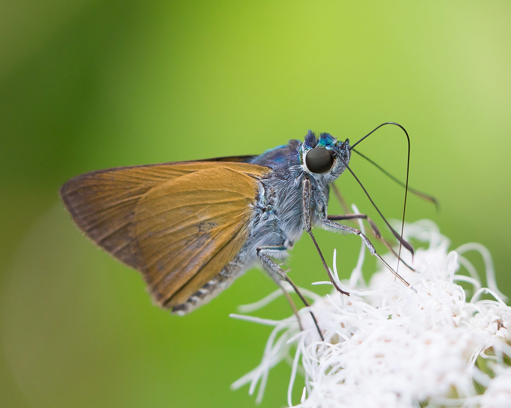 Onophas columbaria