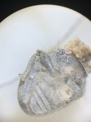 Eucilinus
