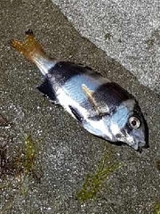 Pseudogoniistius nigripes