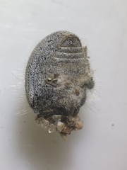 Eucilinus