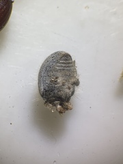 Eucilinus