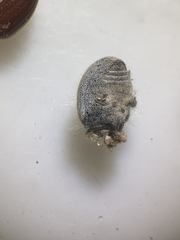 Eucilinus