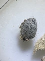 Eucilinus