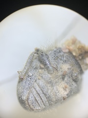 Eucilinus