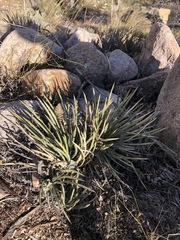Agave schottii schottii