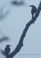 Onychognathus fulgidus