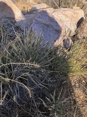 Agave schottii schottii