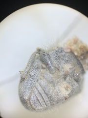 Eucilinus