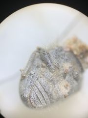 Eucilinus