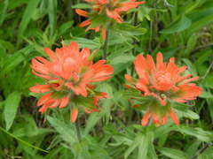 Castilleja hispida