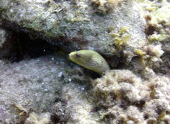 Gymnothorax miliaris