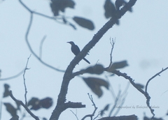 Onychognathus fulgidus