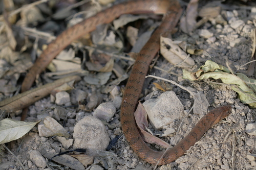 Photo of a Ocellated Kukri Snake (Oligodon ocellatus)