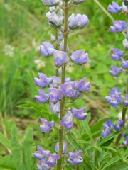 Lupinus caudatus