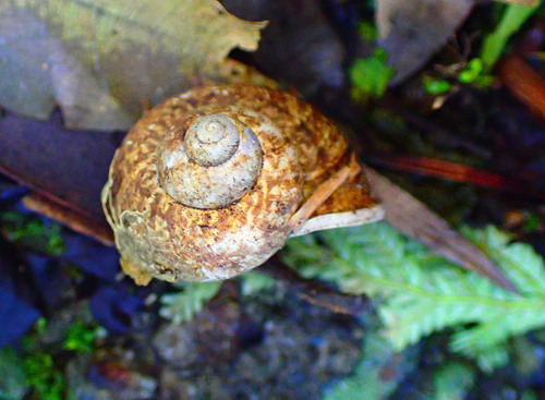 Cyclophorus formosaensis